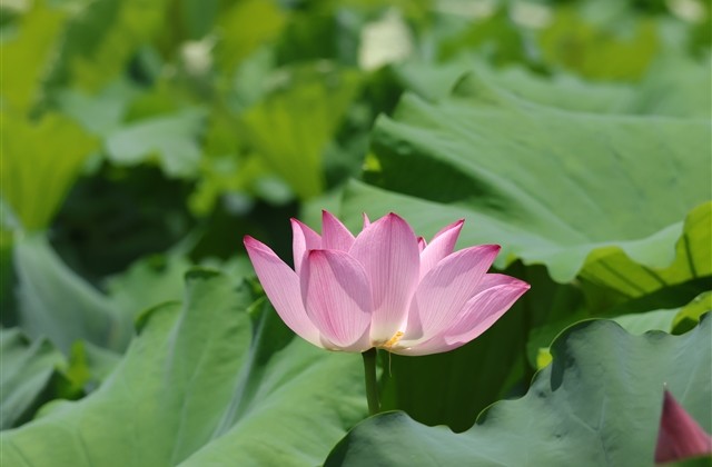 有高级感的网名2024(98个) 有高级感的网名2024(98个)