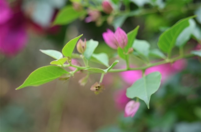 洋气的抖音英文名(优选96个) 洋气的抖音英文名(优选96个)