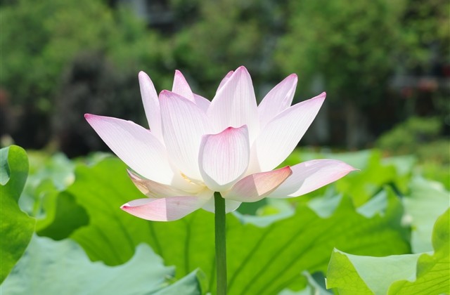 姓谢的网名大全