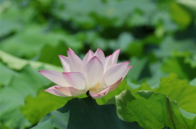 姓谢的网名大全