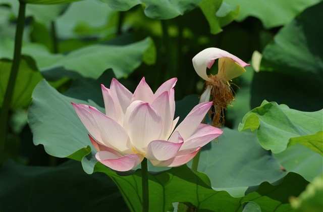 放弃感情的网名 心累了放弃的网名