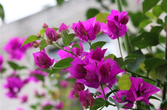 好看的长网名大全