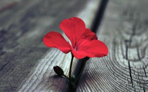 qq空间关于爱情的说说