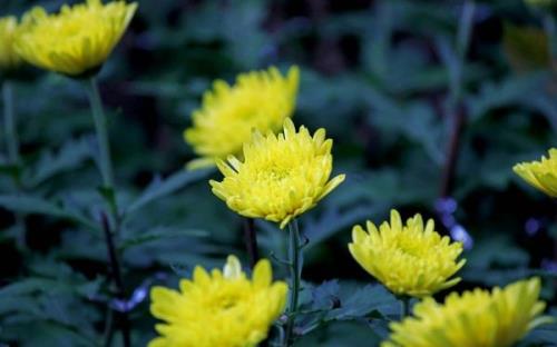 努力上进的金句