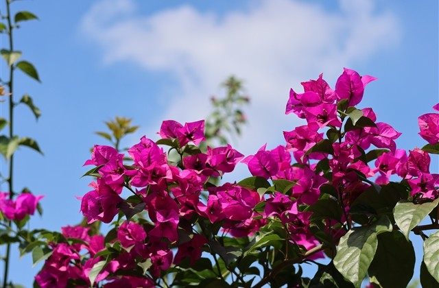 英文情侣名字一对简洁(35个)