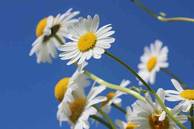 2023年最新版的女生唯美网名