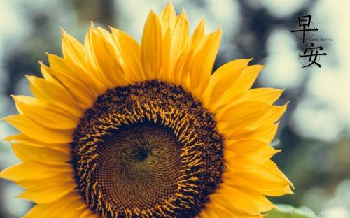 疫情期内的感恩语录