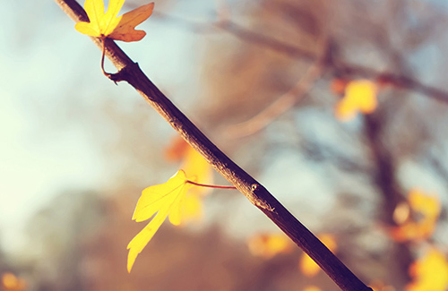 排比句仿写花17句