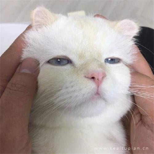 家雀下鹅蛋歇后语