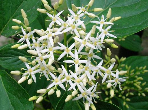 小学生应掌握的歇后语