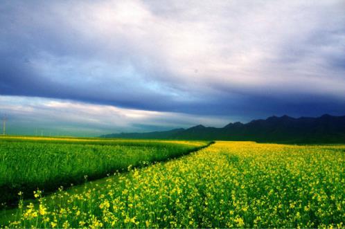 2023最新摘草莓朋友圈说说