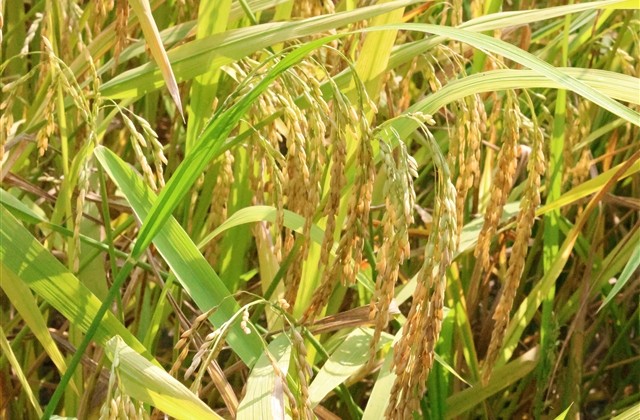 英文微信名字简单气质