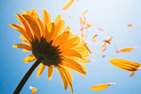 排比句喜欢19句