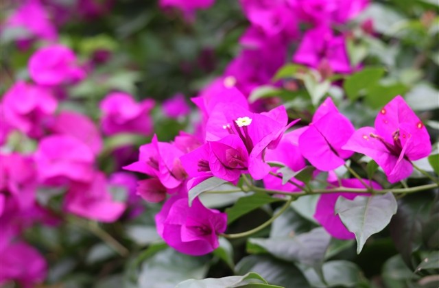 关于青春校园的主题名字