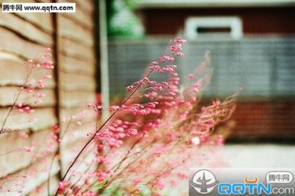 写一段描写月亮的话