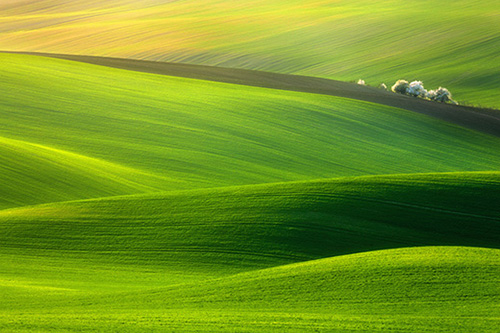 柿子的拟人句24句