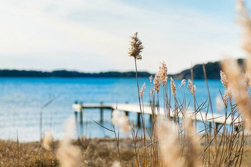 狗与树的谚语73句