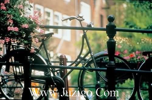 杨树写拟人句11句