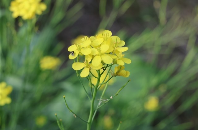 吃鸡游戏名字大全