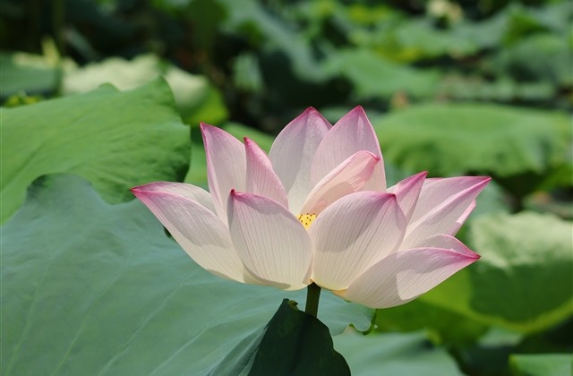 男士大格局网名2023 我愿意解脱