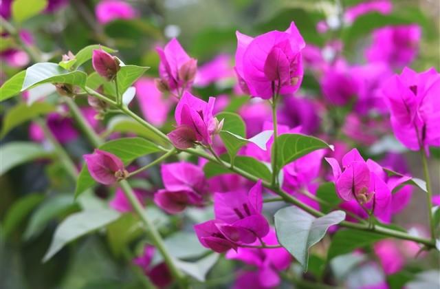 赞美乐观心态的句子 赞美乐观心态的句子