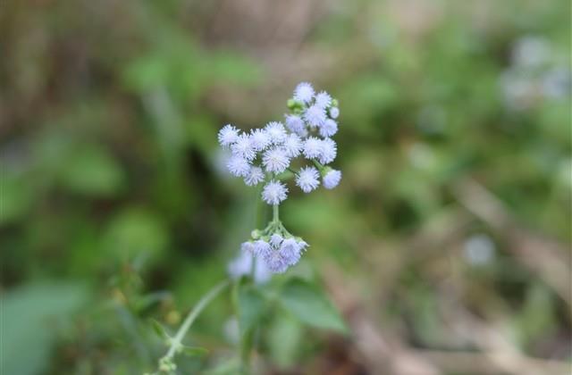 隐晦表达爱意的句子