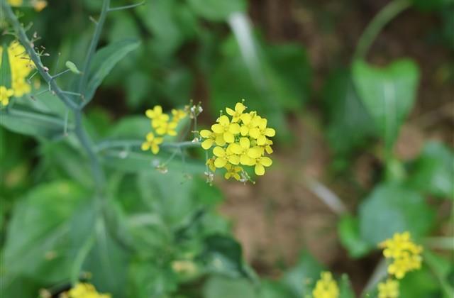 最浪漫的古风表白句子