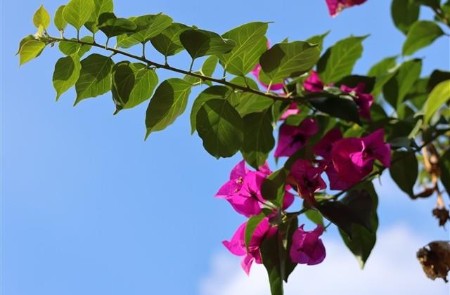 适合表白男朋友的句子(推荐74句)