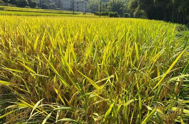 顶级土味情话 句子大全 顶级土味情话 句子大全
