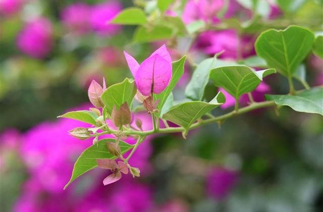 个性霸气超拽女生网名(精选119个)