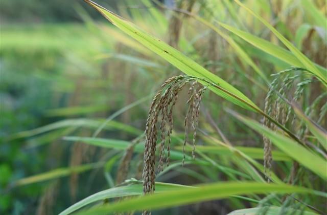 怀念小学时光的说说短句,毕业的句子简单到哭的(16句)