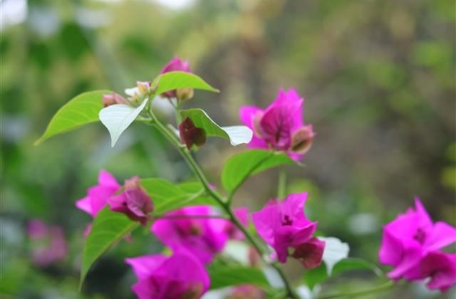 高质量的情侣网名(精选105个)