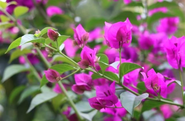 幸福女生长网名(精选105个)