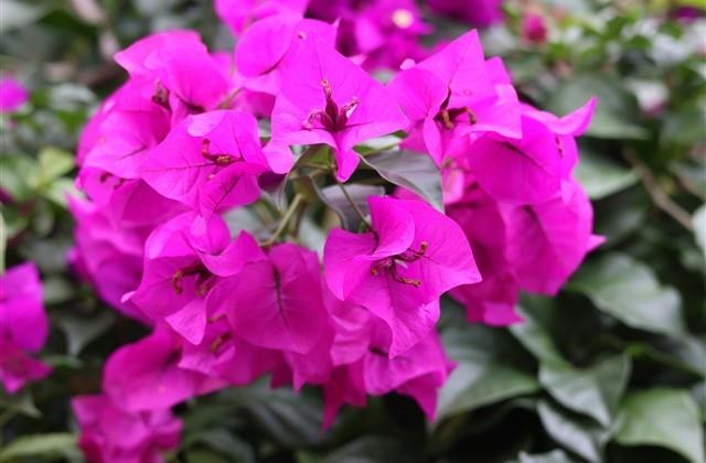 老人适合的网名(158个)