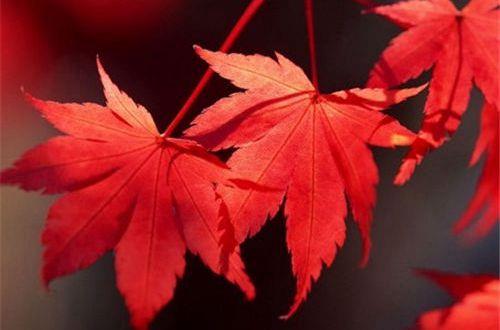 常用春天优美语句摘录58条