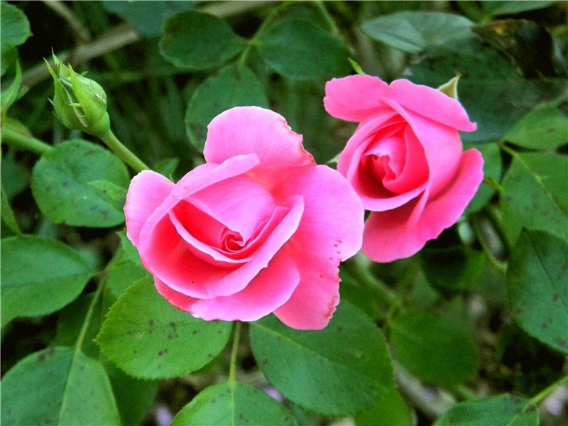 一段简短而深情的告白(75句)