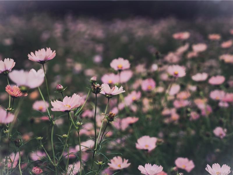 一段简短而深情的告白(75句)