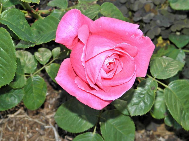 一段简短而深情的告白(75句)