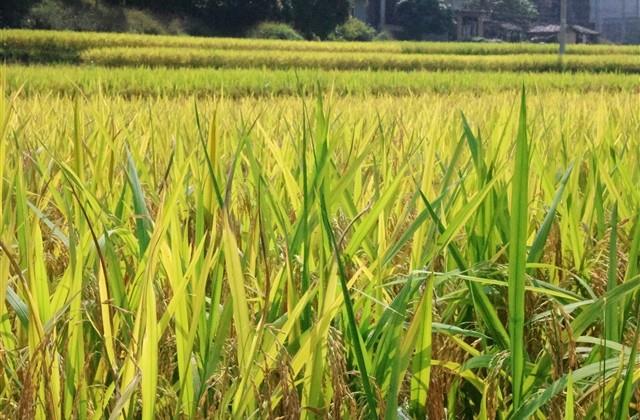 分组非主流伤感的名字(共70个)