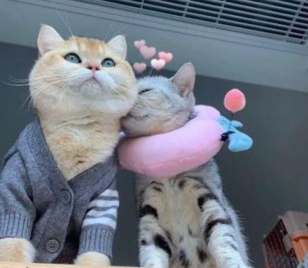 2025年通用正能量句子摘录65条