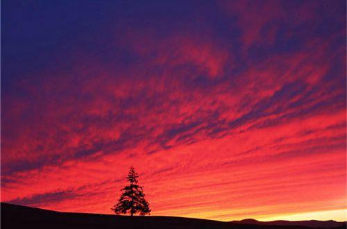 思念自己父母句子