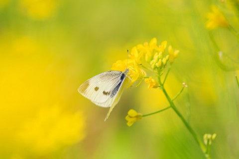 发猫照片朋友圈配文字 适合发猫咪的说说