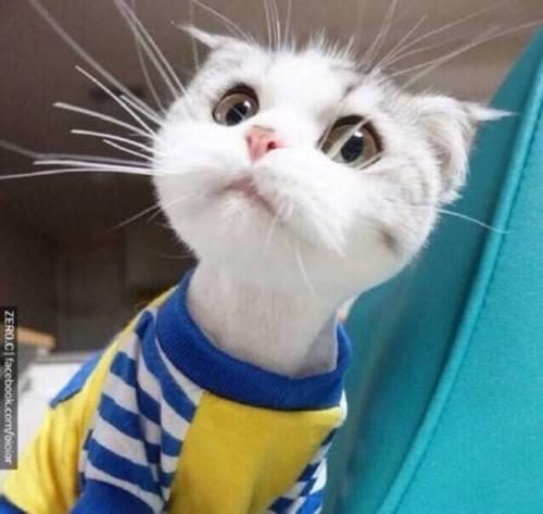 描写美德的优美句子