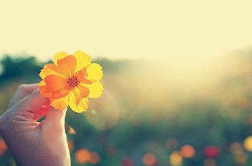 2025年写树优美句子90条