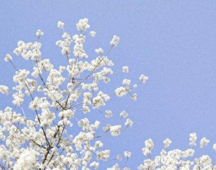 关于冬天雪的优美句子（精选50句）