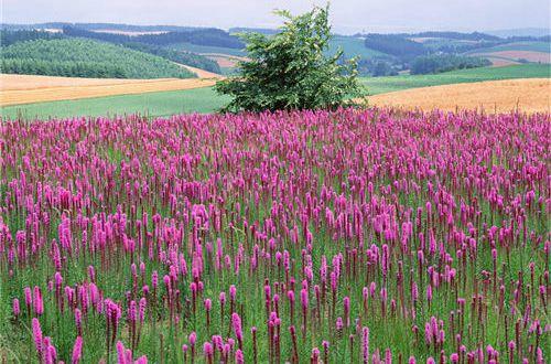 思念伴侣的句子