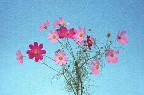 父亲节礼物句子