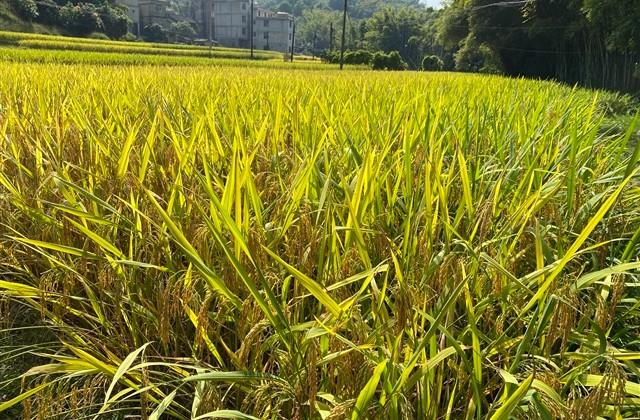 歌颂情谊的有关的诗句(精选303句)