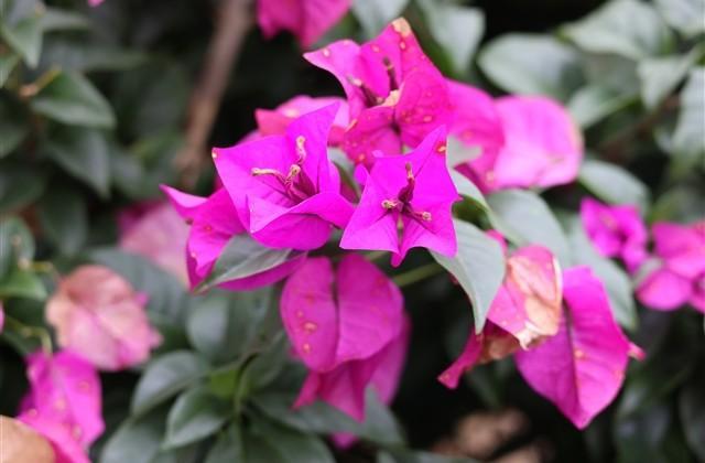 夸人长得帅又有才华的句子