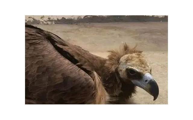 爱情公寓5名言名句